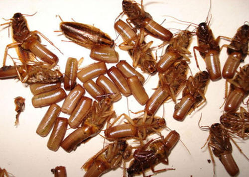 有滅蟑螂需求，只需要找奔奔蟲(chóng)控，一招搞定！