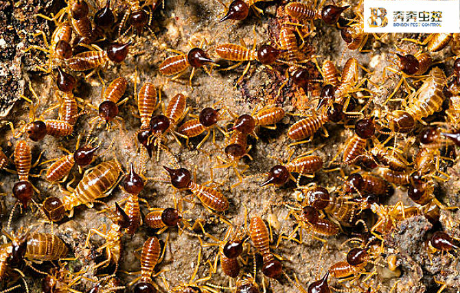 開(kāi)春了，居家生活為什么白蟻防治要趁早