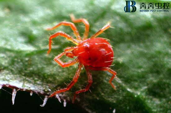 危害??！紅蜘蛛