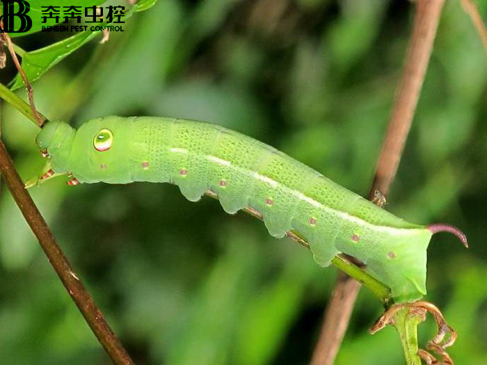 2021年農(nóng)作物重大病蟲(chóng)害發(fā)生趨勢(shì)預(yù)估！