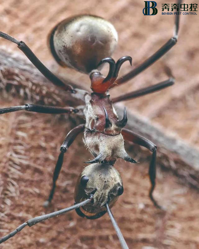 即將消失的奇異昆蟲(chóng)!
