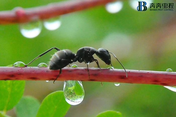 家里出現(xiàn)很多螞蟻，是什么原因，怎么處理？