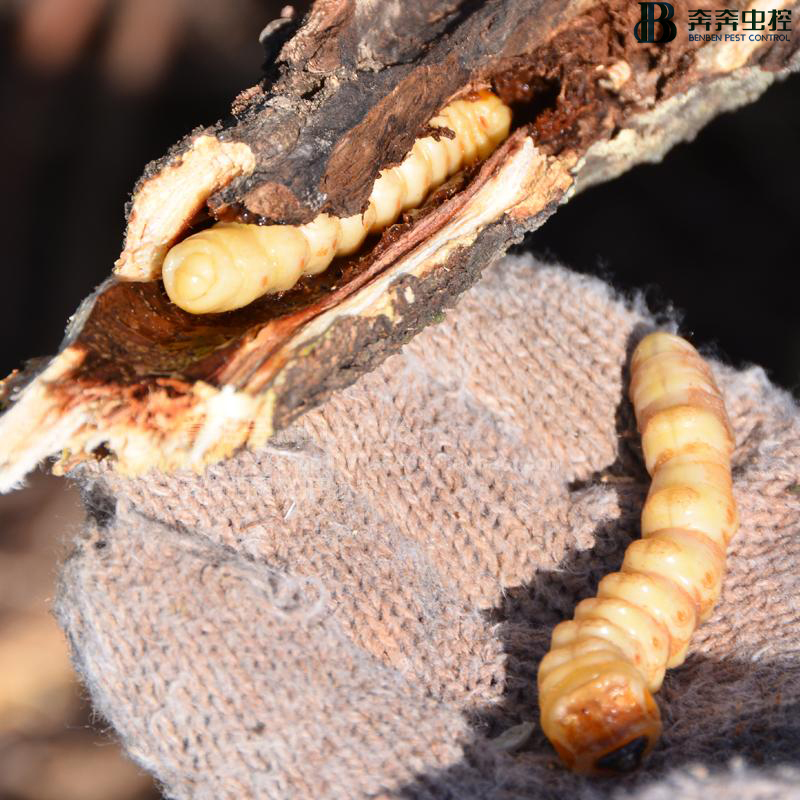 蛀蟲(chóng)的危害與防治