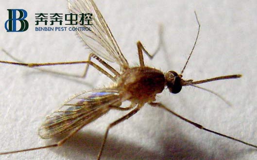 家中常見(jiàn)蟲(chóng)子有蟑螂、蒼蠅、蚊子、米蛾、蜘蛛