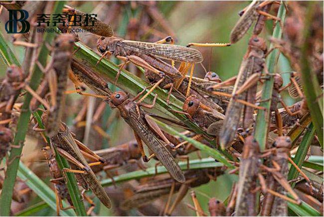 蝗蟲(chóng)的危害及防治！