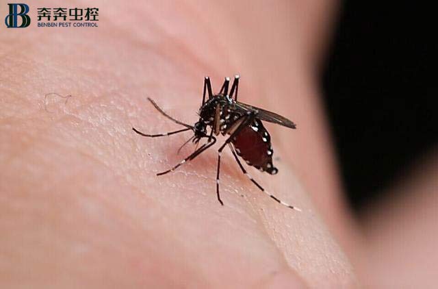 夏天 滅蚊子很重要！