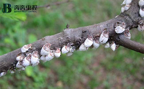 常見(jiàn)病蟲(chóng)害及防治