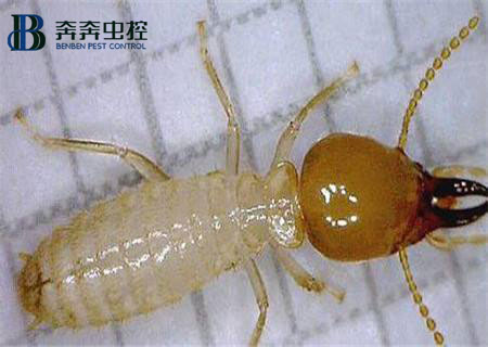 家里為什么會(huì)出現(xiàn)白蟻？