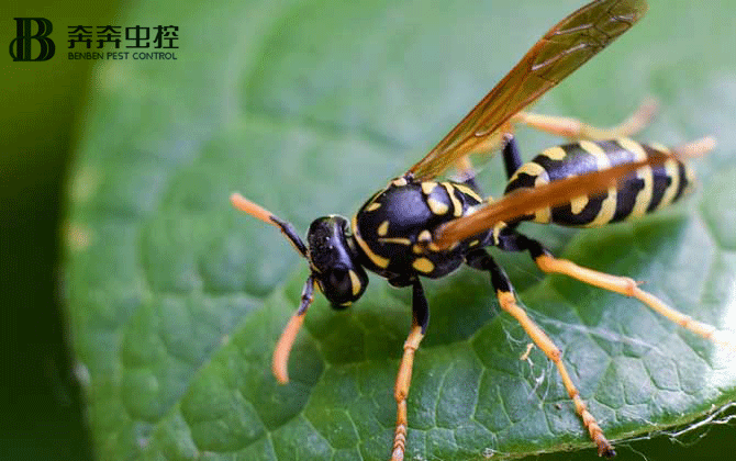 馬蜂有毒嗎？被馬蜂蟄后該怎么處理？