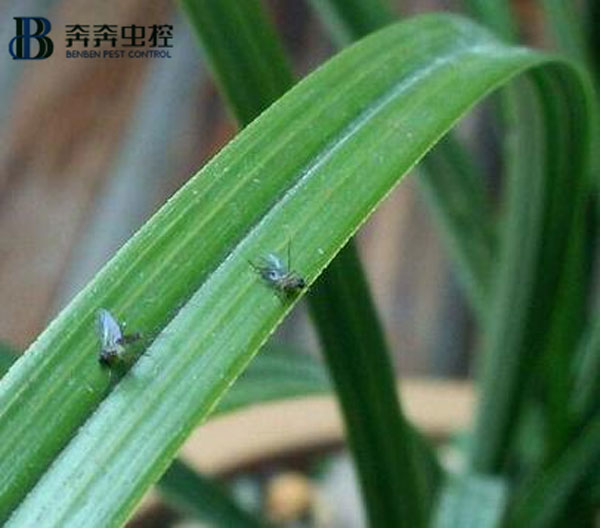 上海奔奔告訴您：消滅小飛蟲(chóng)的方法