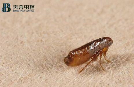 家里有了跳蚤要如何處理？