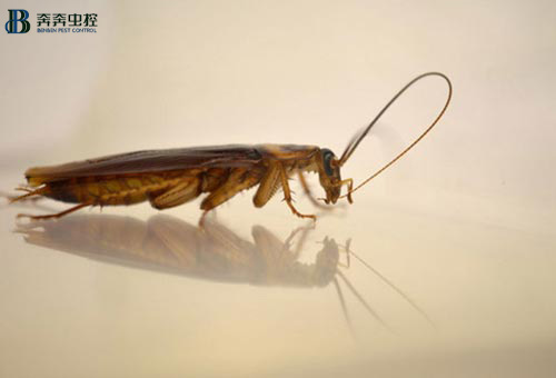 為何蟑螂明明被踩死了，第二天卻不見(jiàn)了？