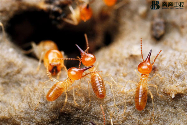 白蟻來襲，我們該如何應對？