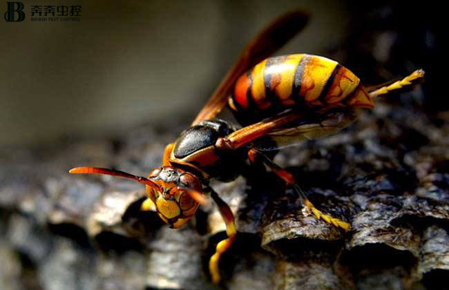 夏天的農(nóng)村常見(jiàn)的有毒動(dòng)物, 遇到一定躲著走！