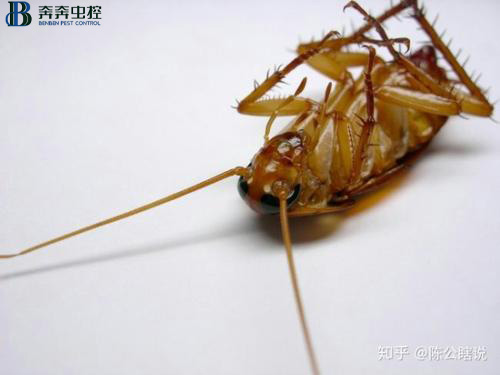 家里有蟑螂？蟑螂來多少滅多少