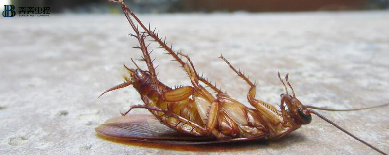 為什么蟑螂死的時(shí)候是翻過來的？