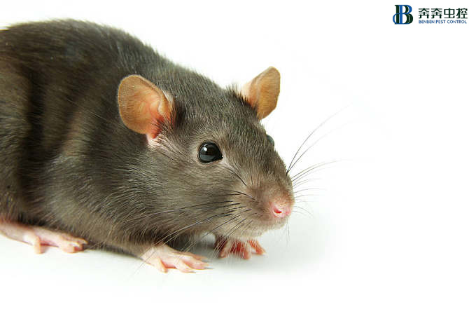 滅老鼠 其實(shí)真的很簡(jiǎn)單！