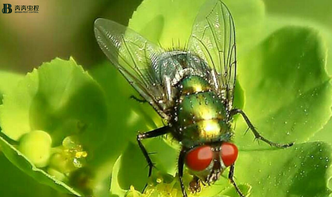 蒼蠅很多，怎么消除？