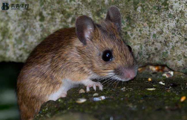  上海奔奔教您 怎么趕走家里的老鼠！
