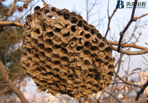 對(duì)于馬蜂窩的處理方式！