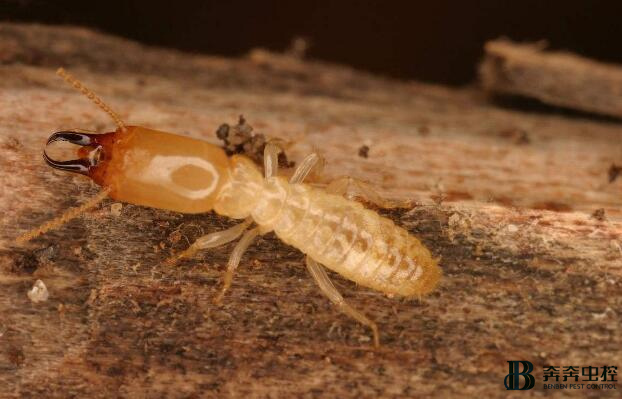 白蟻怎么消滅才干凈？