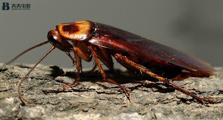 輕松消殺蟑螂，一招搞定！