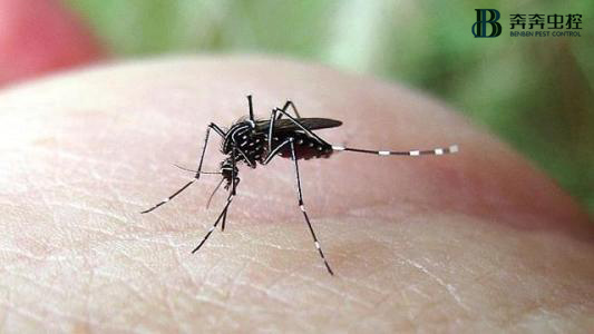 蚊子喜歡叮哪種人？怎么預(yù)防呢？