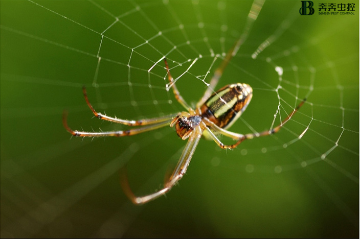 蜘蛛是益蟲還是害蟲呢？該怎么消滅