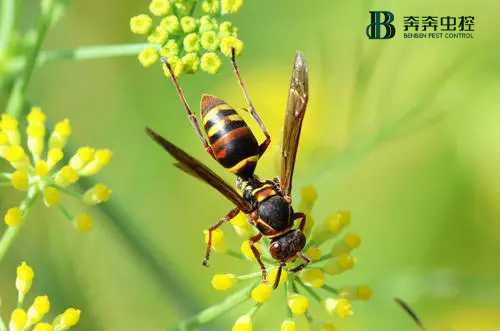 被野蜂蟄了怎么辦？