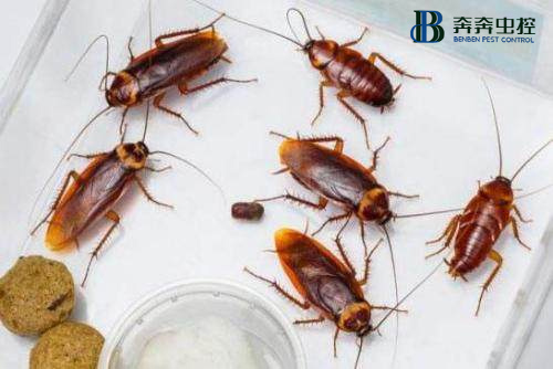 如何消殺驅(qū)趕蟑螂？