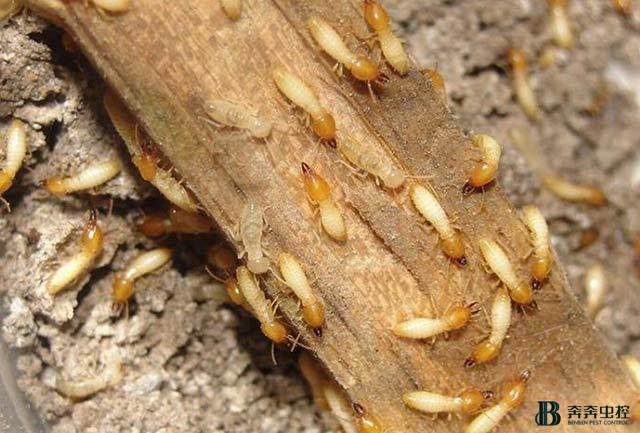 白蟻危害大，應(yīng)當(dāng)及時(shí)消滅！