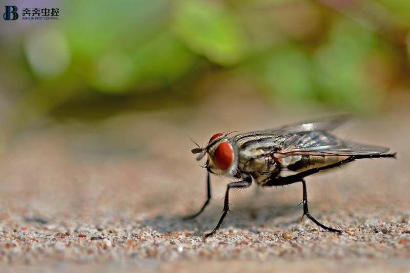 家里會(huì)出現(xiàn)蒼蠅，不僅煩人還會(huì)傳播細(xì)菌