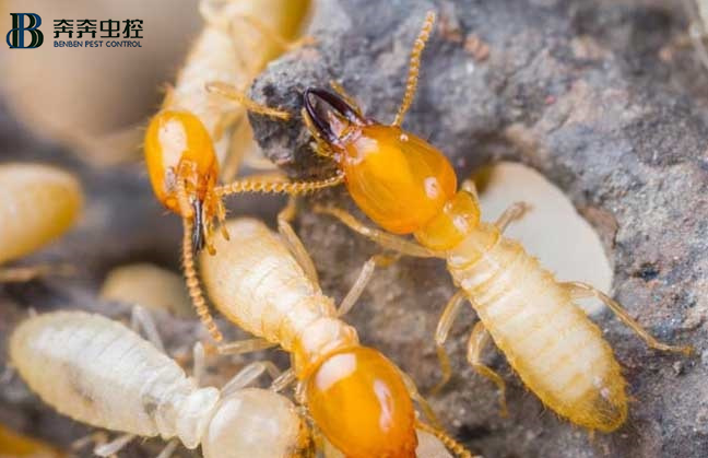常見(jiàn)的白蟻種類 如何輕松防治