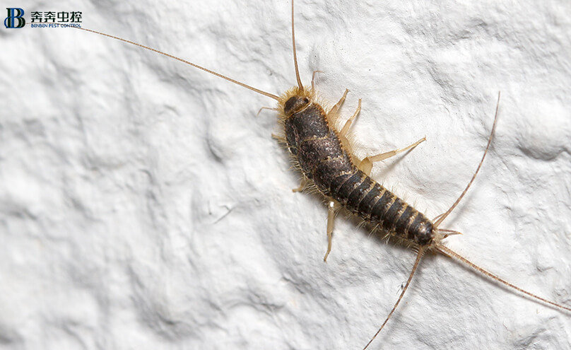 《衣魚怎樣徹底清除，誰有有效的方法》