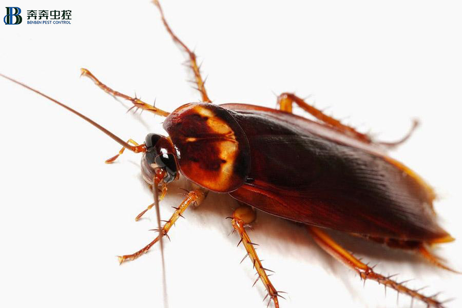 還在用拖鞋去打蟑螂？爆漿的后果..