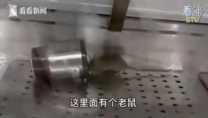 食品柜里老鼠亂竄？紫燕百味雞部分門店停業(yè).