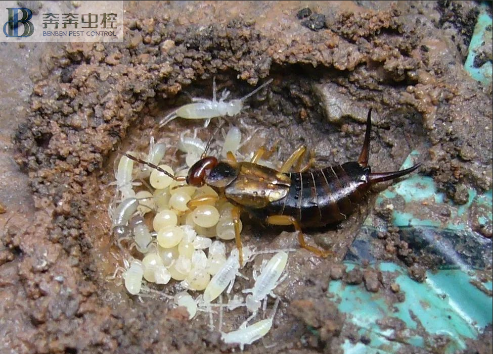 為什么蟑螂是打不死的小強(qiáng)？