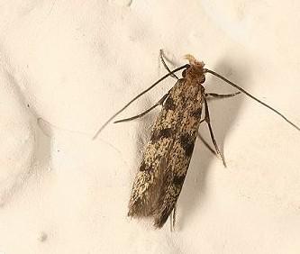 上海除蟲：室內(nèi)見衣蛾，衛(wèi)生要當(dāng)心