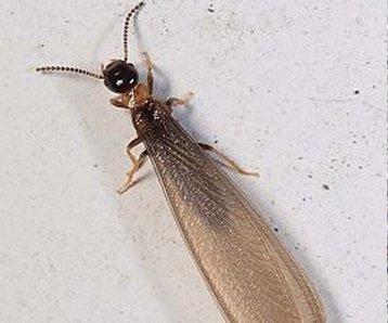 上海除蟲：白蟻高發(fā)期？如何治理白蟻？