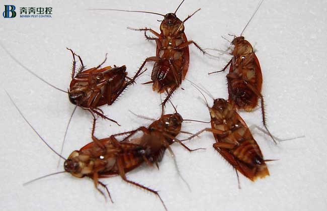 家里有蟑螂如何消滅？