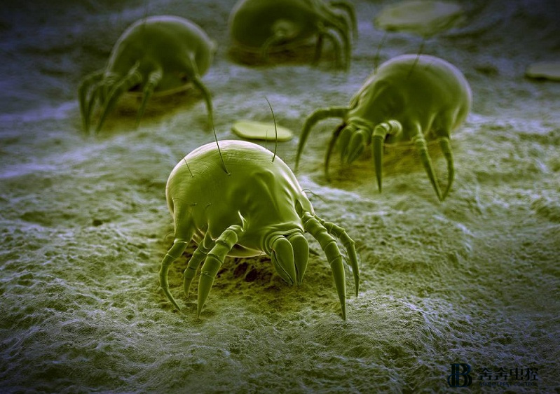 螨蟲(chóng)無(wú)處不在 如何有效防治