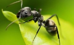 上海除蟲：春季蟻出沒(méi)，請(qǐng)不要大意