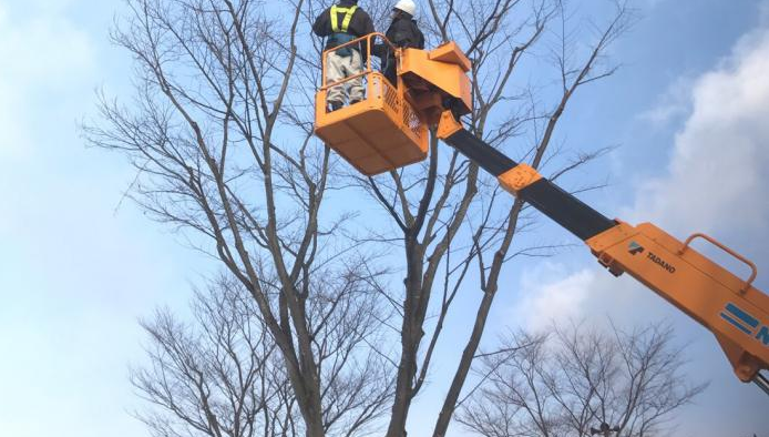 老鼠對人類的危害有哪些