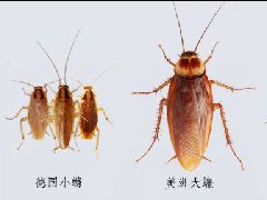 上海除蟲：如何防治德國(guó)小蠊