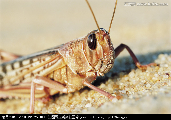 上海除蟲：關(guān)于沙漠蝗蟲的小知識(shí)