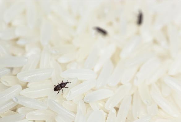 上海除蟲：什么是米象？如何防治米象？