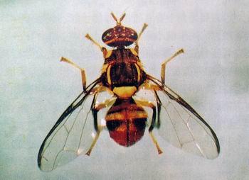 家有實(shí)蠅怎么辦？奔奔教你滅除實(shí)蠅