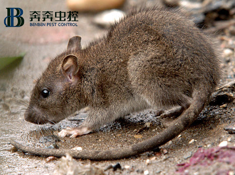 消殺滅鼠 我們是專業(yè)的！