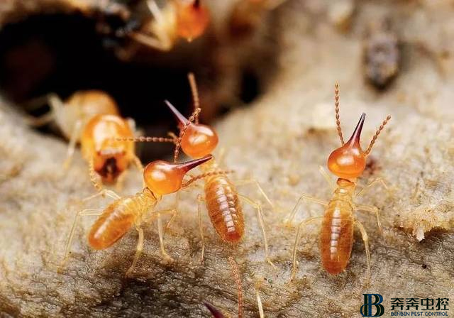 發(fā)現(xiàn)白蟻怎么辦？奔奔蟲控來解決