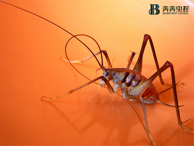 別以為天氣轉(zhuǎn)涼就沒蟲，冬天很容易爆發(fā)